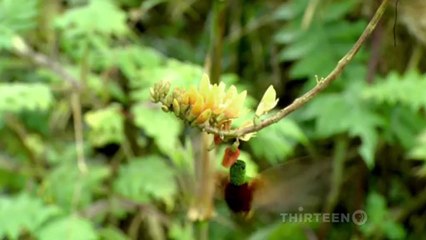 Hummingbirds: Magic in the Air