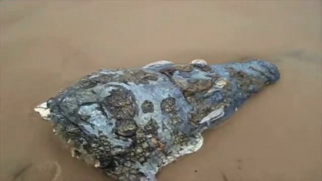Tête de crocodile décapité sur la plage