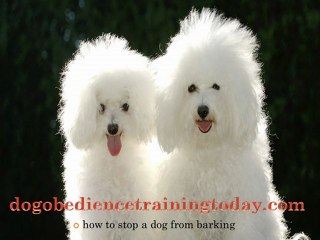 how to stop a dog from barking