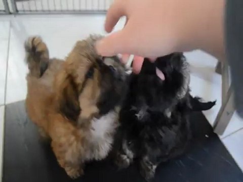 Chiots shih tzu LOF Dispos 2 mois