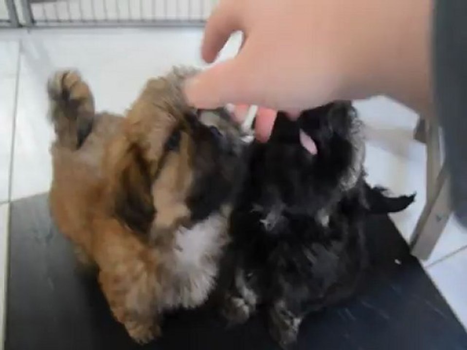 Chiots shih tzu LOF Dispos 2 mois