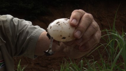 Crocodile Egg Hunt | Crocodile Creek Ep5