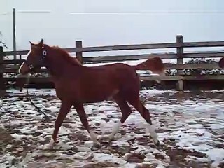 Cassiopéa El Bahreyn