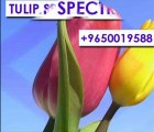 Tulip Spectra Gurgaon | +919650019588 | Tulip Spectra