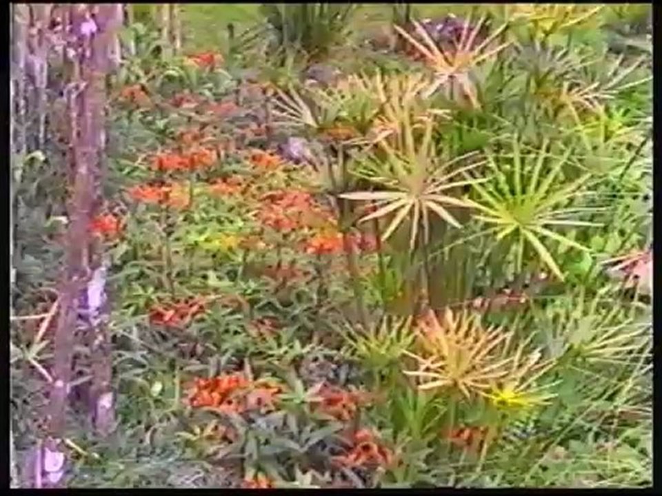 Martinique et le Jardin Balata