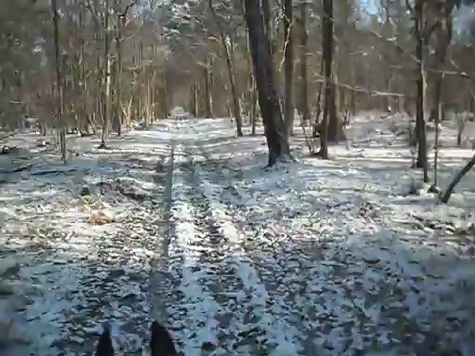 Balade en fôret ce matin par -7 , avec loulou d'Amour