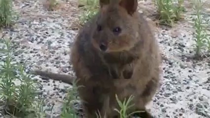 Découvrez le quokka, l'animal le plus heureux du monde