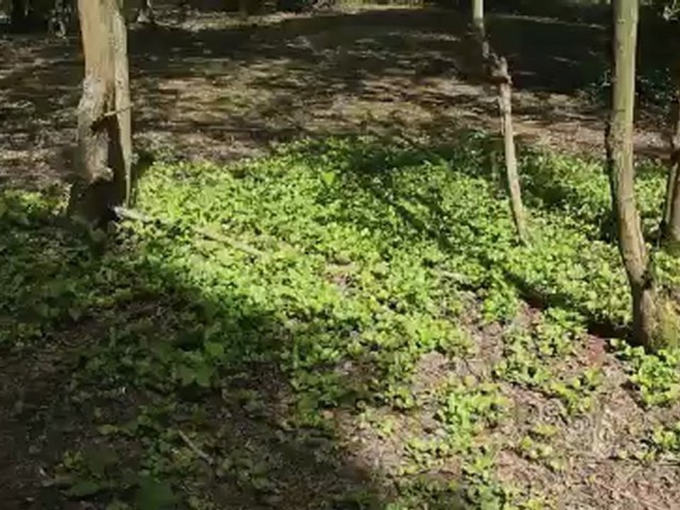 La gestion différenciée en agglomération Maubeuge Val de Sambre