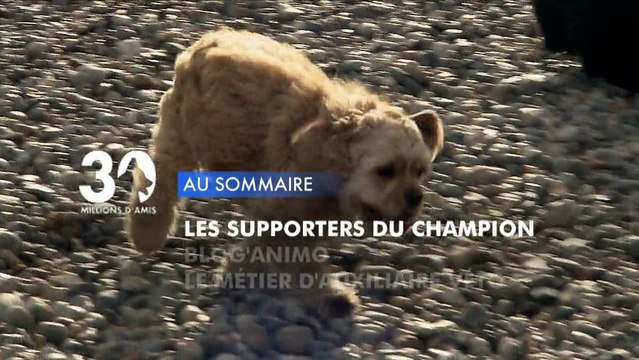 Sommaire émission 30 Millions d'Amis 19/1/2013