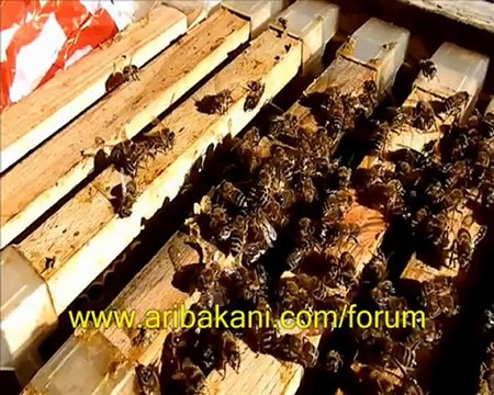 Koloni kontrolü videosu