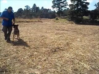 Tacha obediencia 1 , video 3