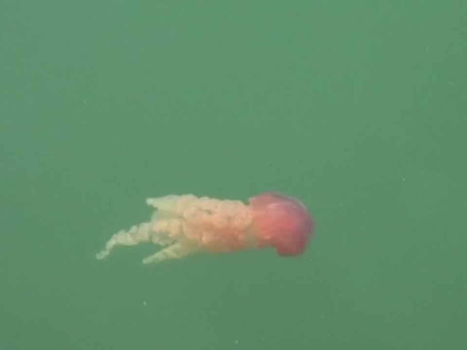 Décollage immédiat : sortie en mer à Walvis Bay
