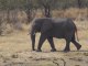 Décollage immédiat : Etosha, plus grande réserve animalière de Namibie