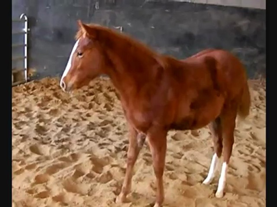 Smartmysteryslenagun