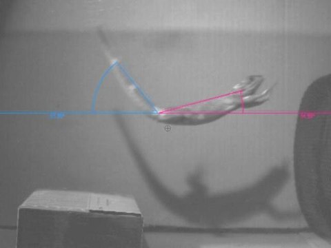 Analyse du rôle de la queue du lézard dans un saut