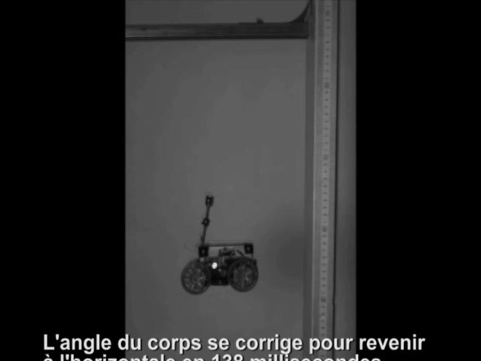 Rôle de la queue dans une chute