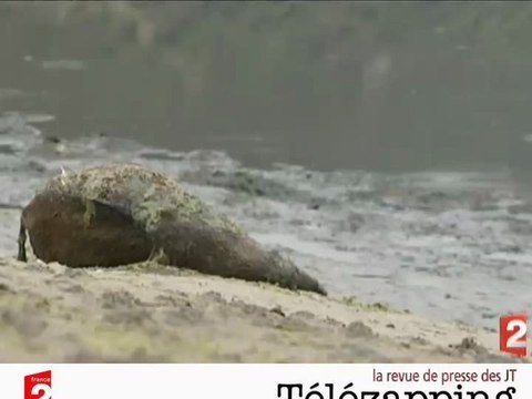 Télézapping : Algues vertes, l'hécatombe