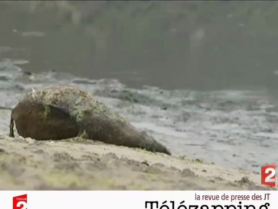 Télézapping : Algues vertes, l'hécatombe