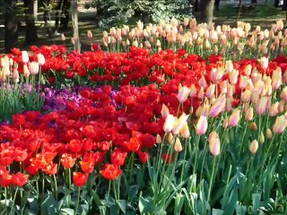 Mauj Barhe Ya Aandhi Aaye