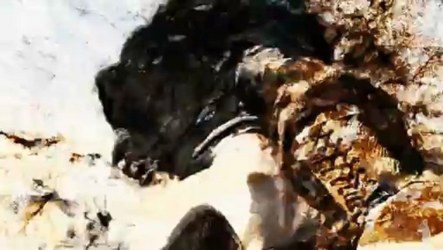 CGR Trailers - STREET FIGHTER IV Guile vs. Abel Artistic Trailer