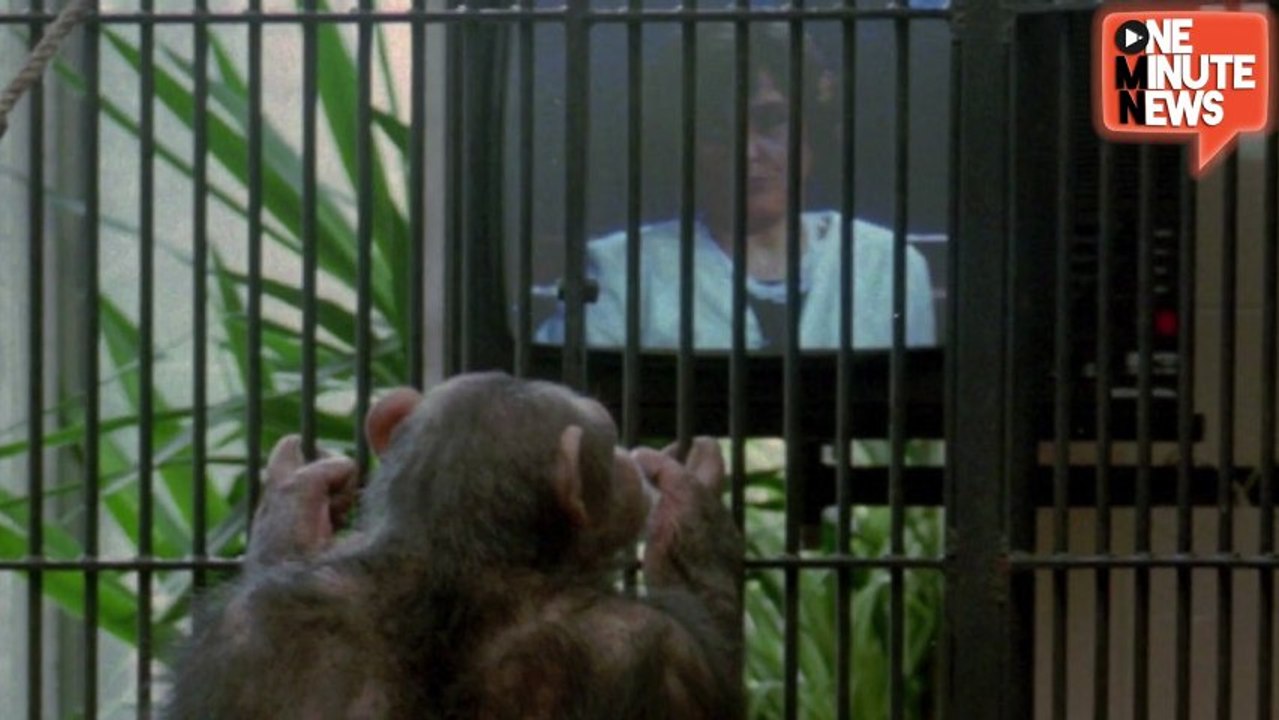 Chimp Becomes Obsessed with Human Porn
