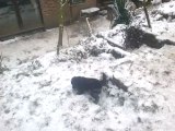 Les chiots dans la neige