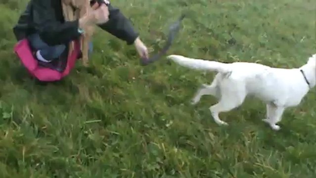 entrainement de recherche utilitaire avec un bb >> B.B.S