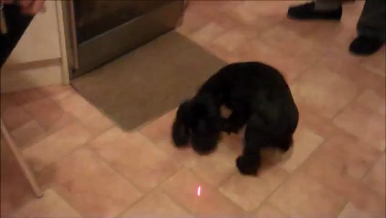My puppy Sammy Chasing a Laser