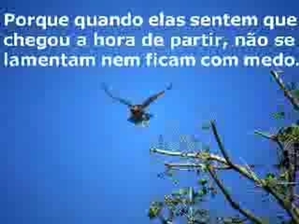 Aguia