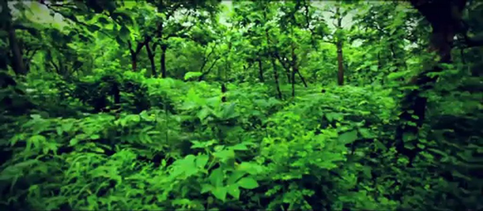 The Official Trailer for The Rise of the Zombie