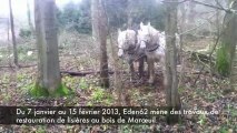 Marœuil : Opérations de debardage à cheval aux boisl