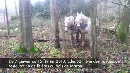Marœuil : Opérations de debardage à cheval aux boisl