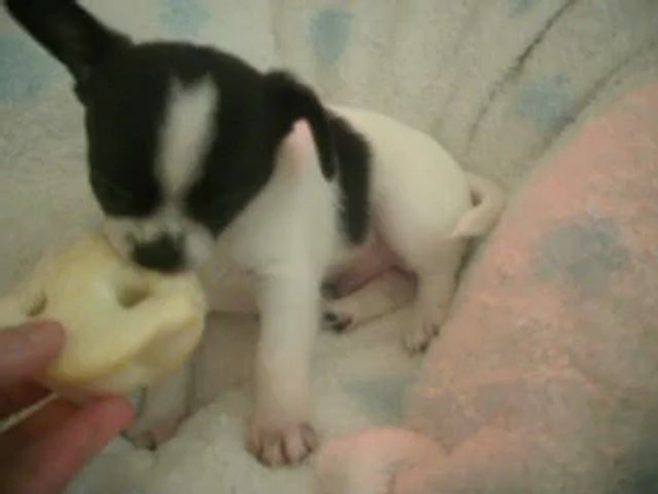 Handy Des dunes de keremma 8 semaines