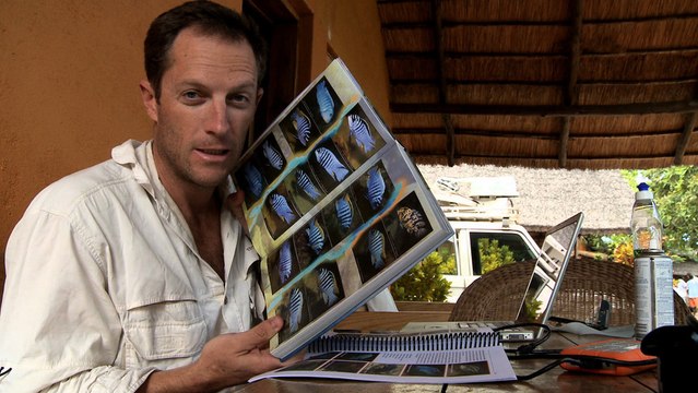 Cichlid First Encounter | Cichlids of Lake Malawi Ep2