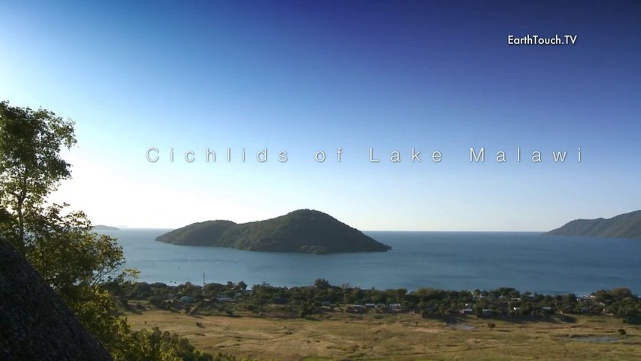 Cichlids of Lake Malawi - Trailer