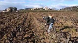 Frigoulas - Côtes du Rhône - Taille de la vigne Partie 2