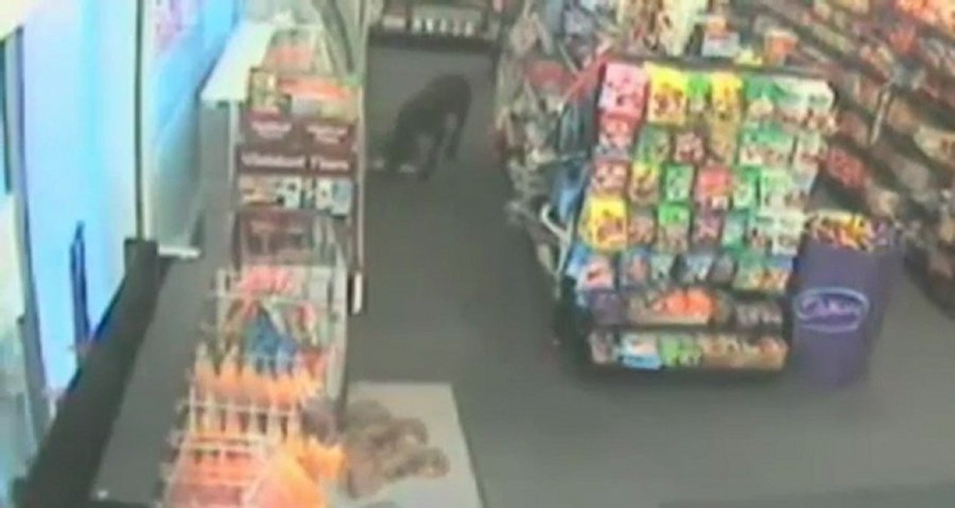 Le chien à trois pattes qui vole de la nourriture