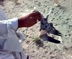 Saddam Shah / Irfan Shah and Yaseen Rahmat in hunting.