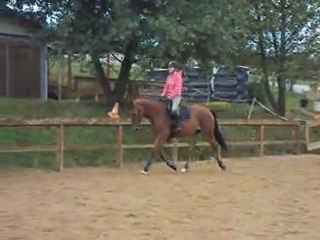 diego plat trot gauche