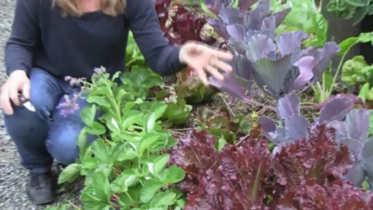 Jan. 17 /13 Senga's Vlog - How To Harvest Raddichio