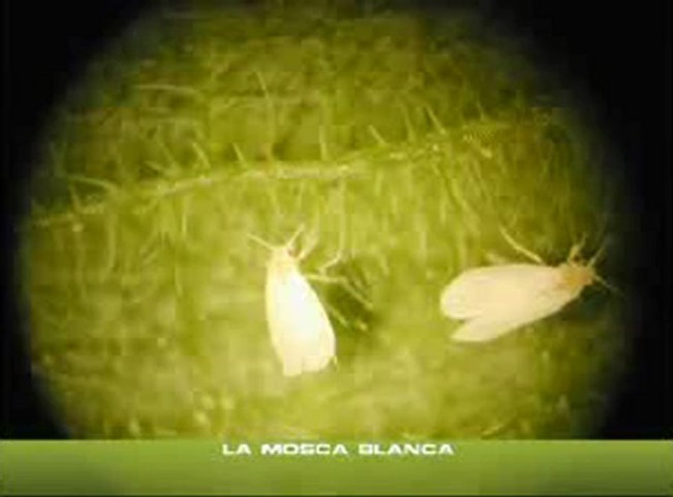 3 - Vìdeo Dailymotion