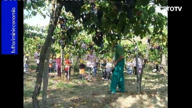 Tre: Agricoltura riminese: campo minato... - Icaro TV