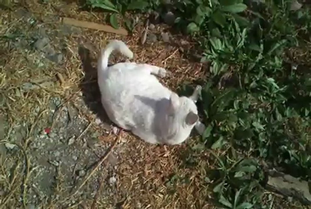 Gato loco, sucio y enojon