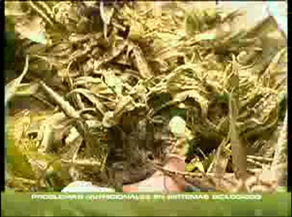 15 - Vìdeo Dailymotion