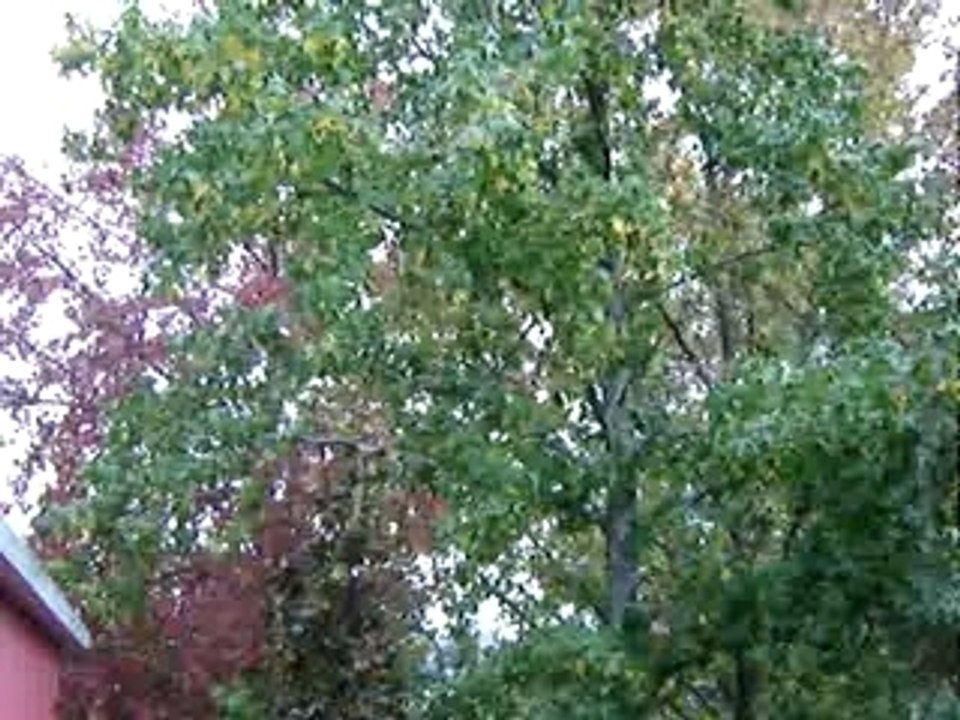 L'automne