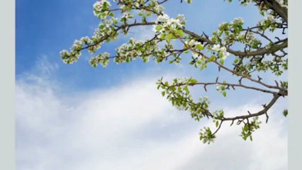 Szkółka Drzewek Gm. Zabłudów Gospodarstwo Sadowniczo-Szkółkarskie Danuta i Mirosław Skibiccy