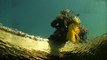 Adrenalin Rush! Divers Swim with Crocs | Crocodile Quest Ep04