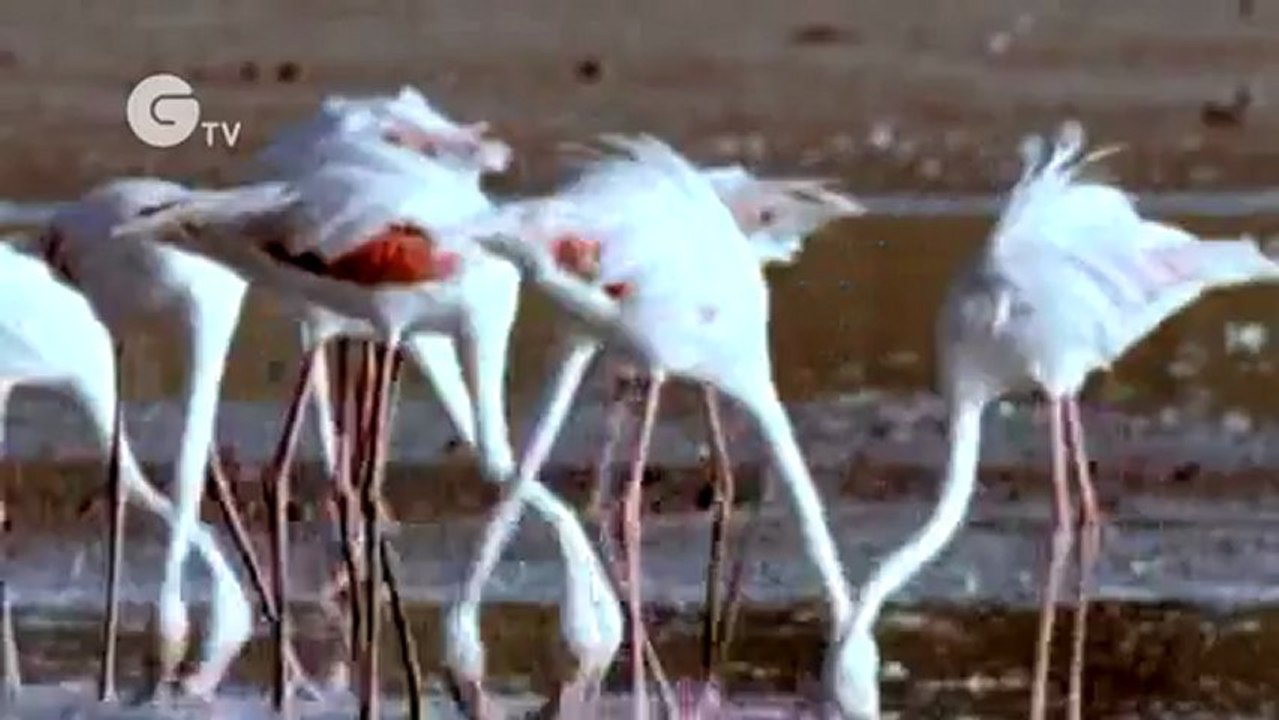 Funny Talking Flamingos
