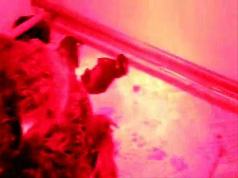 Dixie et ses bébés à 8 jours (Bébés briards)