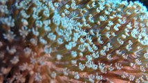 Coral reef shot on iPhone 4S | iPhone Films Ep2